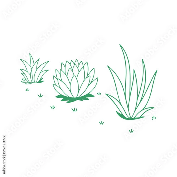 Obraz Stylish Succulent Garden for Indoor and Outdoor Spaces.