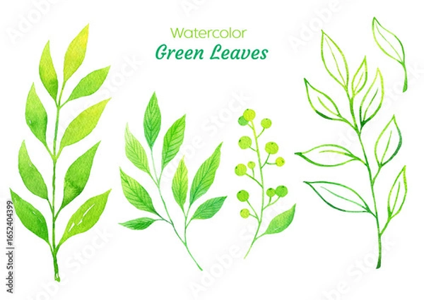 Fototapeta 수채화로 그린 식물 일러스트 