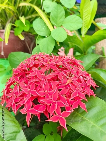 Fototapeta Ixora Bloom: Vivid Red Flower Cluster in Lush Green Garden