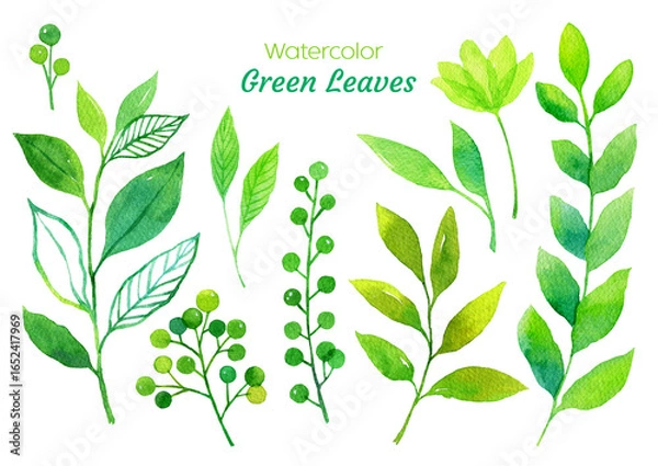 Obraz 수채화 식물 일러스트