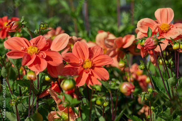 Fototapeta red dahlia G F Hemerik with lots of flowers and flower buds