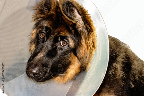 Fototapeta Post-Op Shepherd Puppy with Bandage and Cone