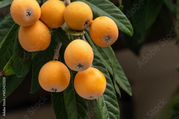Obraz Loquat fruits are growing on trees in a park on the outskirts of Fukuoka, Japan.