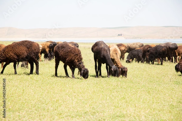 Fototapeta A flock of sheep grazes on a green pasture under bright daylight with hills and water in the background.