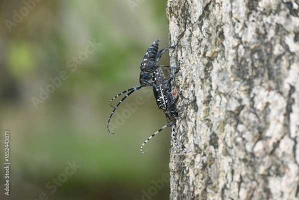 Fototapeta ゴマダラカミキリのペア