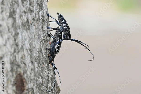 Fototapeta ゴマダラカミキリのペア