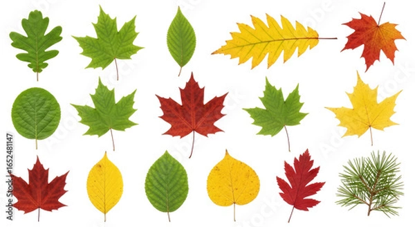 Fototapeta autumn leaves collection transparent background png for design projects
