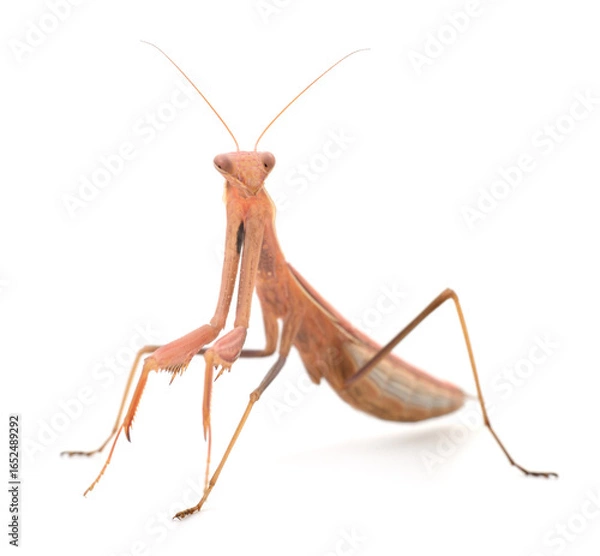 Obraz Brown praying mantis isolated on white background