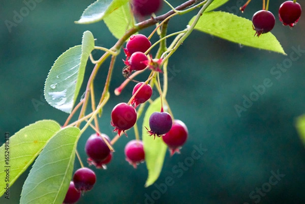 Fototapeta Fruits of the serviceberry, juneberry, also called Amelanchier in Latin