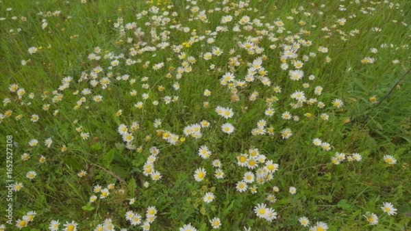 Fototapeta A Vibrant and Colorful Field of Beautiful Daisies Blooming Joyfully in Springtime