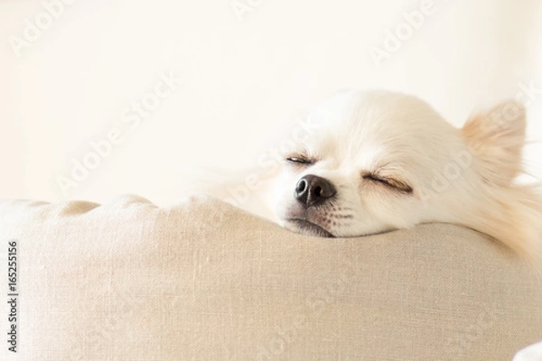 Obraz お昼寝中のチワワ