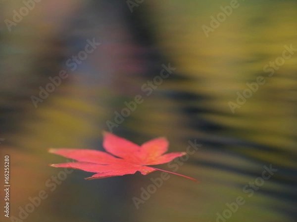 Fototapeta 水に浮かぶ紅葉2