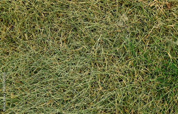 Obraz the texture of the grass