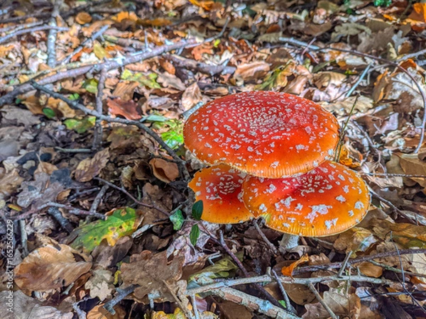 Obraz Trio de setas venenosas 