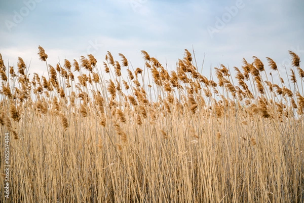 Fototapeta Golden Reeds Swaying in the Wind Under a Blue Sky