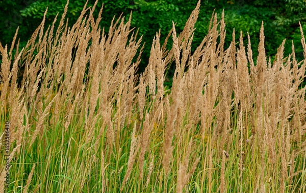 Obraz A light breeze rustles the blades of grass, dry grass