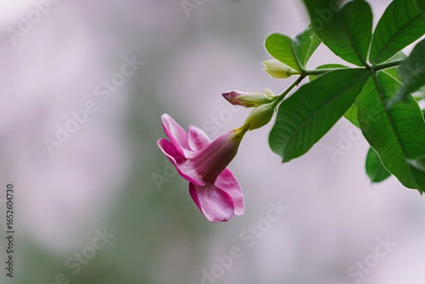 Obraz Allamanda blanchetii