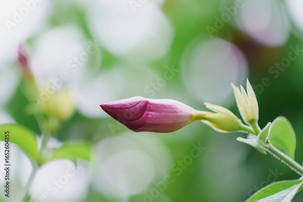 Obraz Allamanda blanchetii