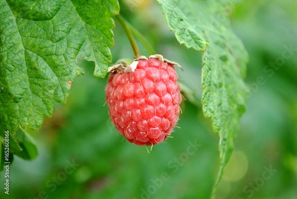 Fototapeta ripe raspberry on a branch