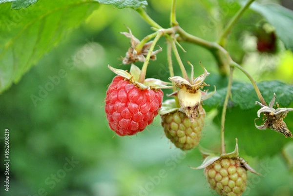 Fototapeta raspberry on a branch