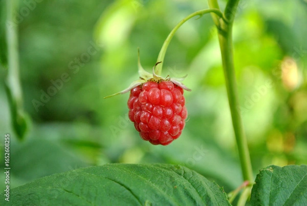 Obraz raspberry on a bush
