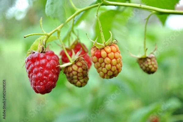Fototapeta ripe raspberry on a bush