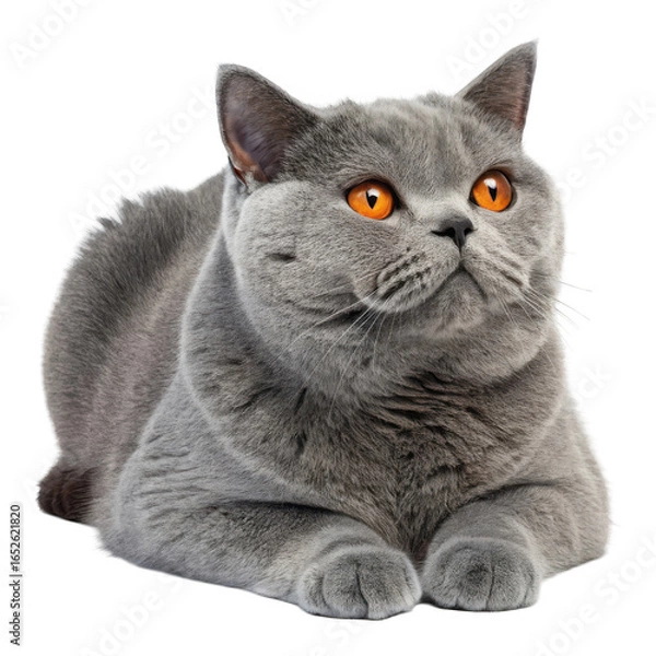 Obraz Adorable british shorthair cat with bright orange eyes sitting calmly isolated on transparent background