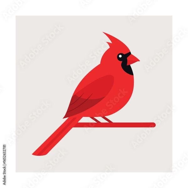 Fototapeta Red cardinal bird perched on a branch red bird male cardinal