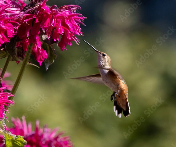 Obraz hummingbird in flight