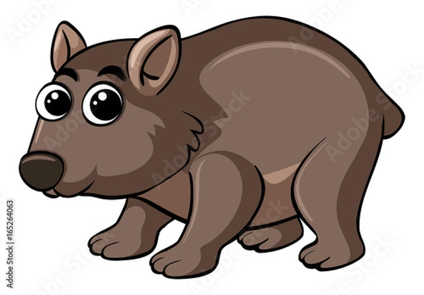 Obraz Wombat with happy face