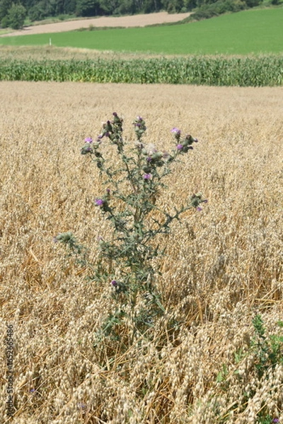 Obraz Ackerdistel im Haferfeld