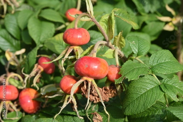 Obraz  Kartoffelrose 