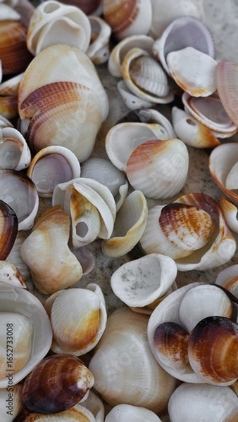 Obraz seashells on the beach