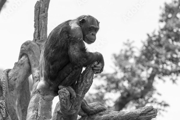 Obraz チンパンジー