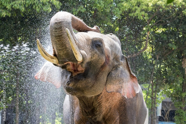 Obraz 気持ちいいゾウ