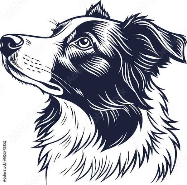 Fototapeta Hand-Drawn Border Collie Dog Portrait Vector Sketch