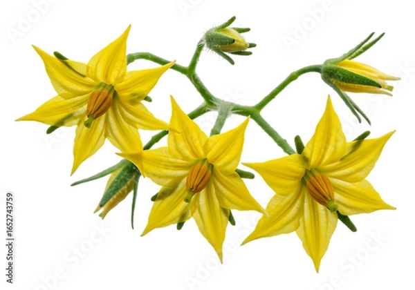 Fototapeta Cluster of yellow tomato blossoms isolated on transparent background