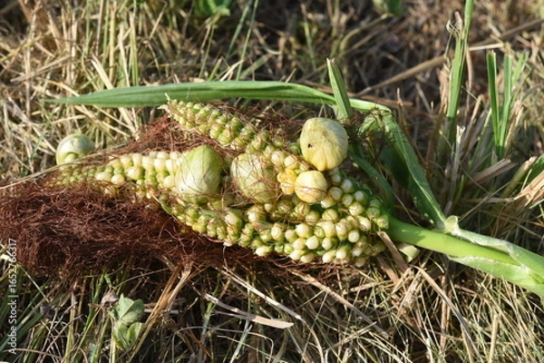 Obraz Maisbeulenbrand