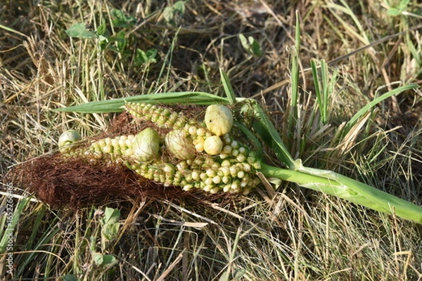 Obraz Maisbeulenbrand