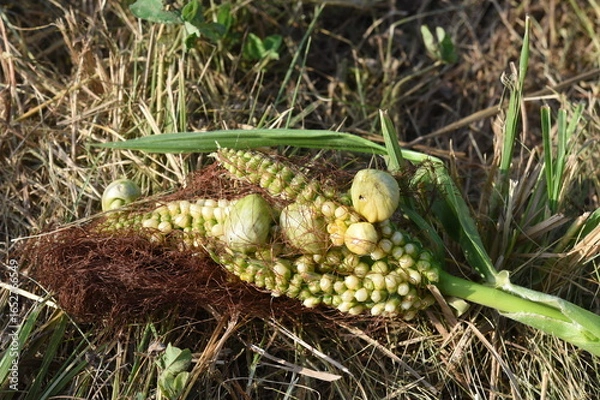 Obraz Maisbeulenbrand