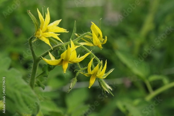 Obraz トマトの花