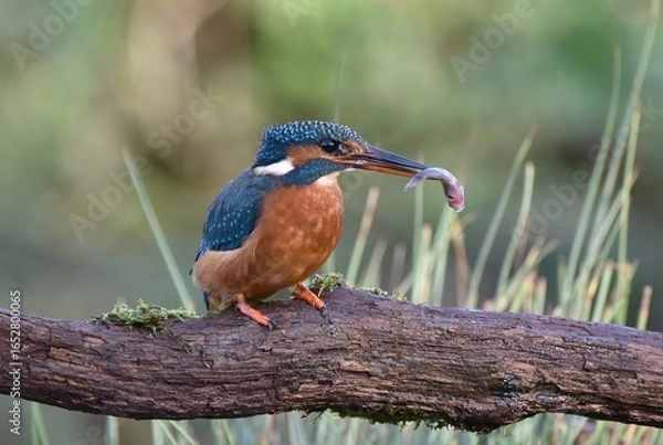 Fototapeta A colourful Kingfisher sat on a branch with a fish in its mouth.