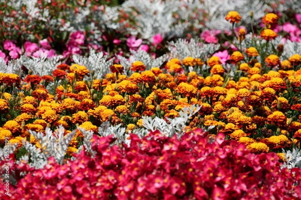 Obraz Aiuole colorate 3