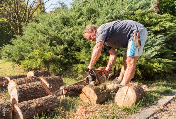 Fototapeta Professional gardener using a chainsaw to cut a tree trunk for firewood in the garden.