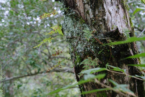 Fototapeta moss on tree