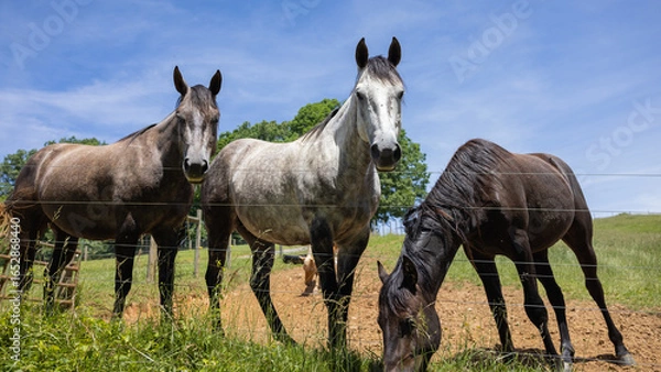 Obraz Horses looking at the camera.