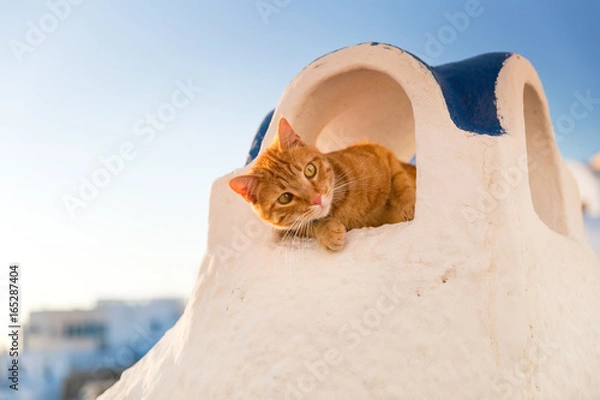 Fototapeta red cat relaxing