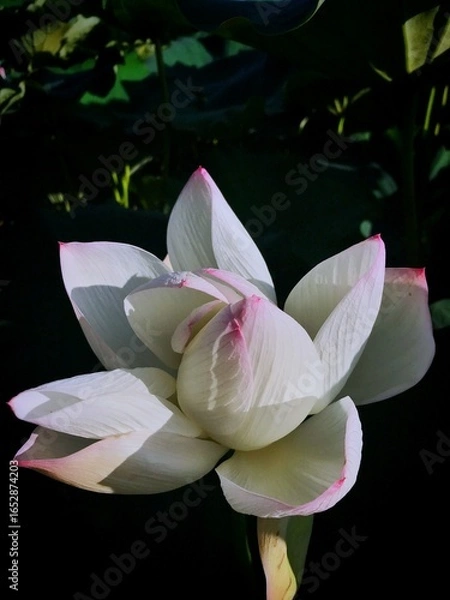 Obraz white water lily