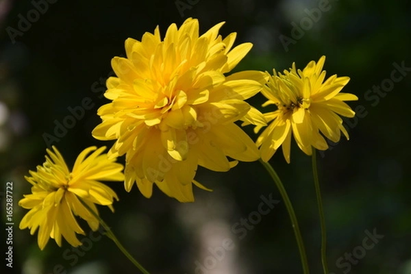 Obraz Природа (Цветы)