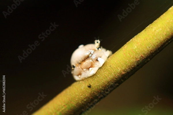 Fototapeta close up of a bug on a leaf